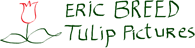 Tulip Pictures - Eric Breed